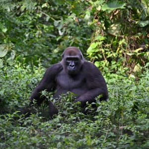 Conservation futures in the Congo Basin: Confronting the reality of development in Cameroon’s forests